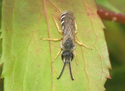 Halictus scabiosae, maschio (Apidae Halictinae)